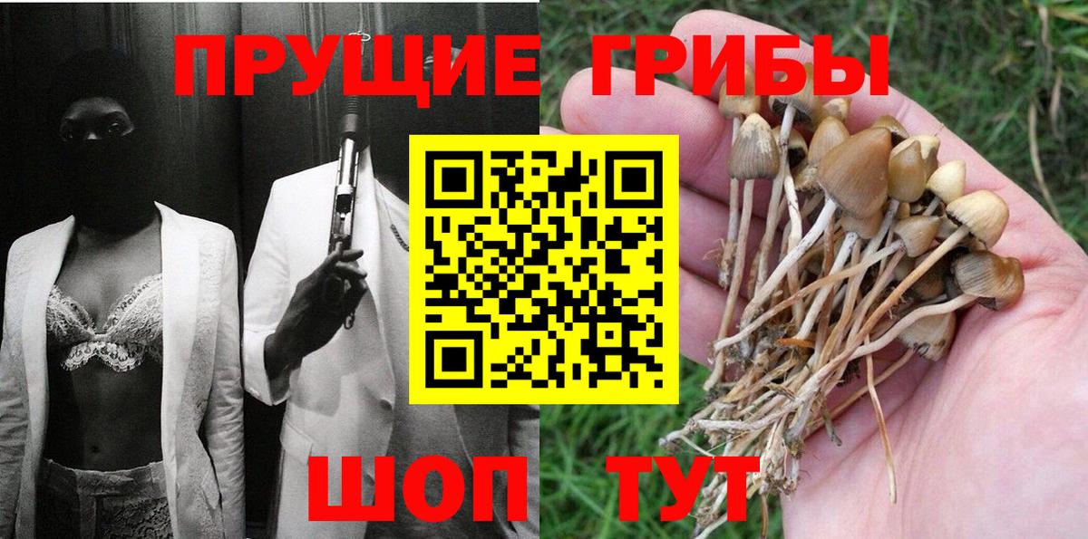 Киселёвск  Псилоцибиновые грибы Psilocybe  Вход с VPN 